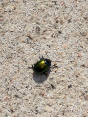 Chrysolina auripennis