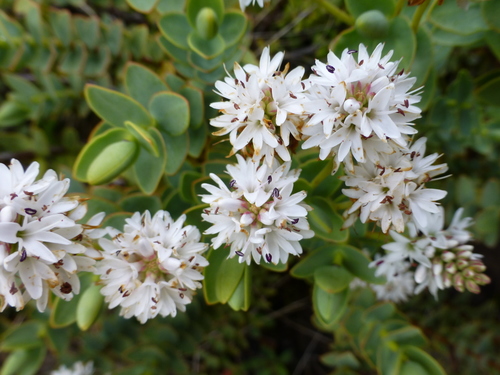 Veronica amplexicaulis, photograph 5