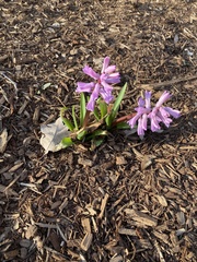Hyacinthus