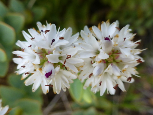 Veronica amplexicaulis