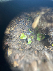 Mannia gracilis