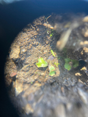 Mannia gracilis