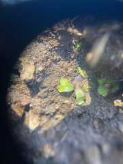 Mannia gracilis