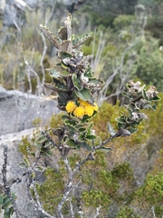 Scrobicaria ilicifolia