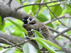 Passer montanus