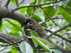 Passer montanus