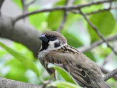 Passer montanus