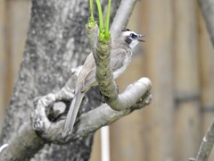 Pycnonotus goiavier