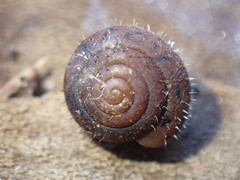 Cryptomastix germana