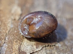 Cryptomastix germana
