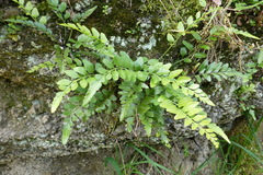 Asplenium lyallii