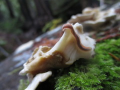 Brachycybe