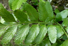 Asplenium lyallii