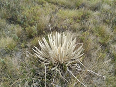 Espeletia congestiflora