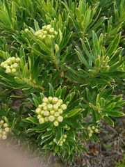 Monticalia pulchella