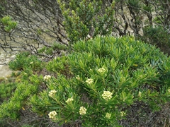 Monticalia pulchella