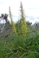 Aciphylla scott-thomsonii