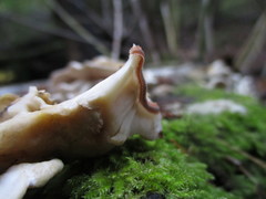 Brachycybe