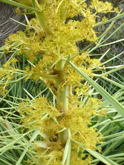 Aciphylla scott-thomsonii
