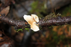 Crepidotus epibryus