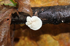 Crepidotus epibryus