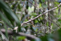 Piranga roseogularis