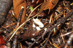 Crepidotus epibryus