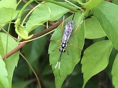 Agonocryptus discoidaloides