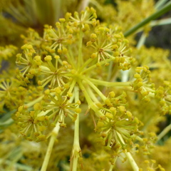 Aciphylla scott-thomsonii