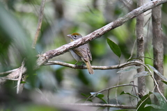 Piranga roseogularis