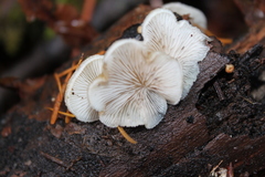 Crepidotus epibryus