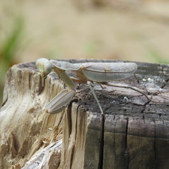 Sphodropoda quinquedens