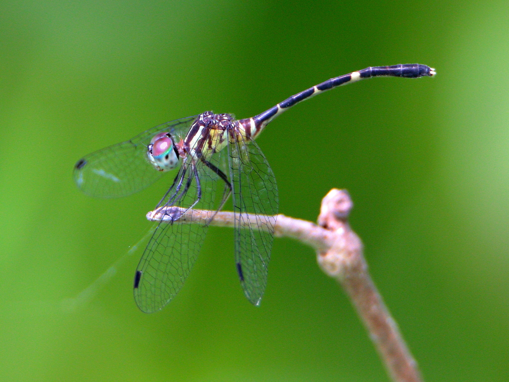 Elusive Archtail