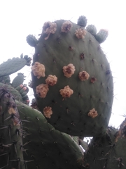 Opuntia lasiacantha