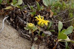 Grindelia stricta platyphylla