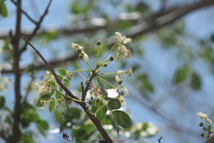 Albizia occidentalis