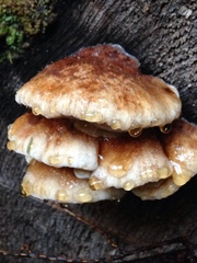 Amylocystis lapponica