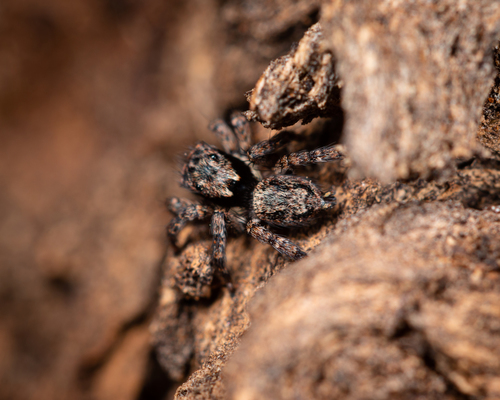 Dirty Jumping Spider