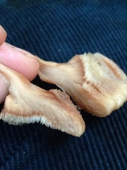 Amylocystis lapponica