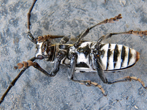 Plectrodera scalator