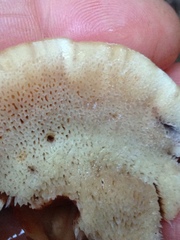 Amylocystis lapponica