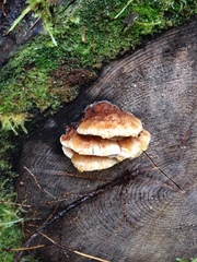 Amylocystis lapponica