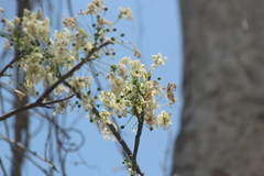Albizia occidentalis