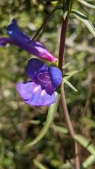 Penstemon heterophyllus purdyi