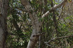 Albizia occidentalis
