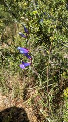 Penstemon heterophyllus purdyi