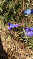 Penstemon heterophyllus purdyi