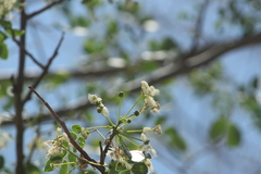 Albizia occidentalis