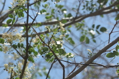Albizia occidentalis
