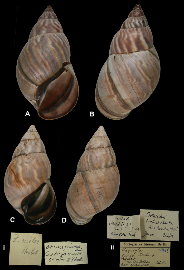 Orthalicus ponderosus